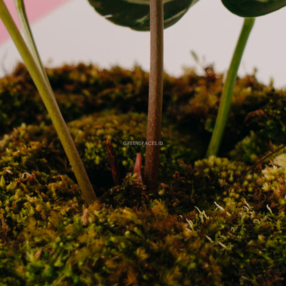 Anthurium Magnificum Big