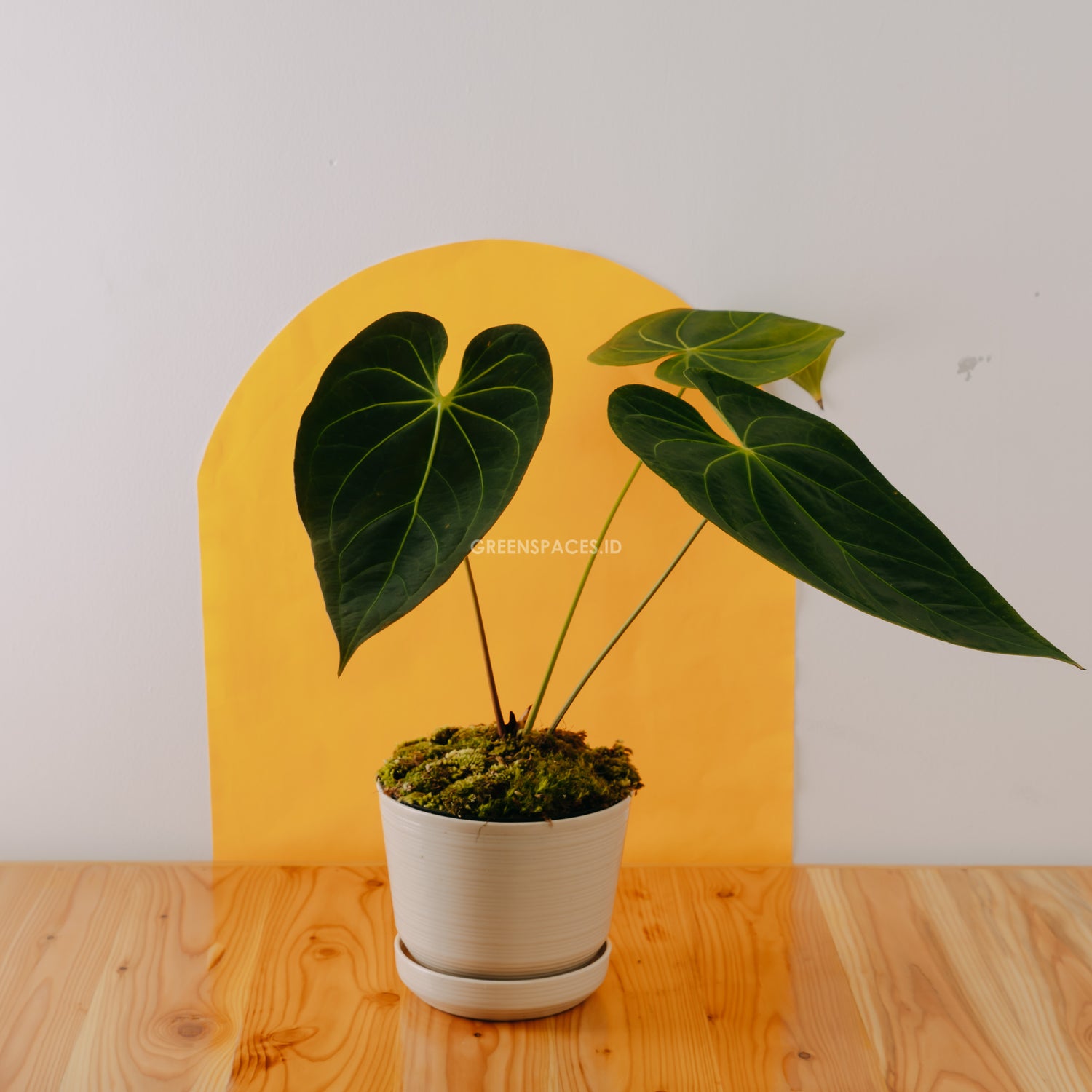 anthurium magnificum buy Anthurium Magnificum Verde