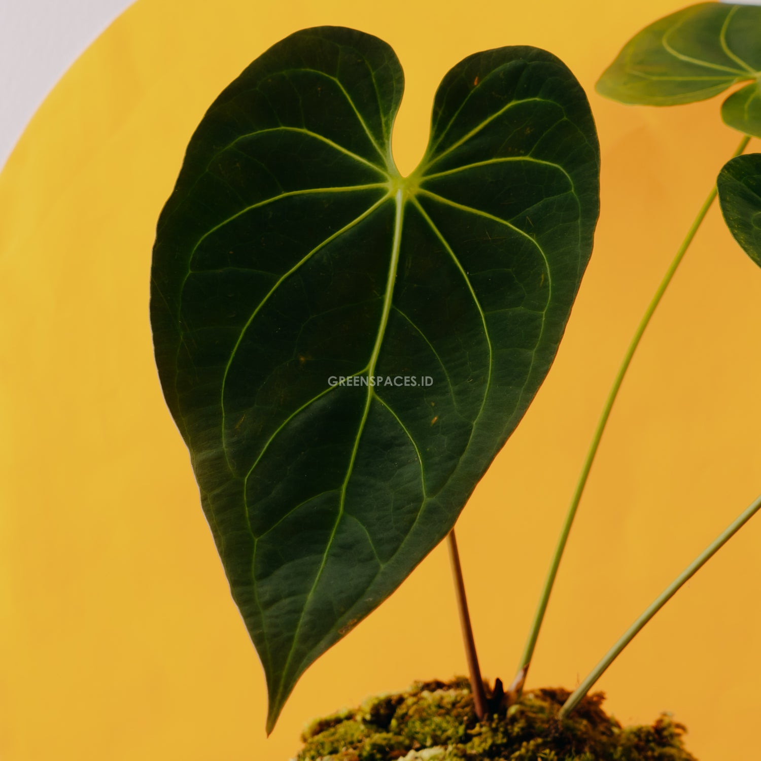 anthurium magnificum yellow leaves Anthurium Magnificum Verde
