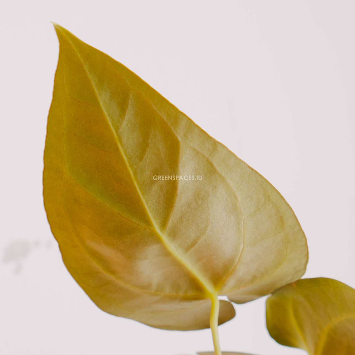 Anthurium Papilaminum x Magnificum Verde  - Greenspaces.id