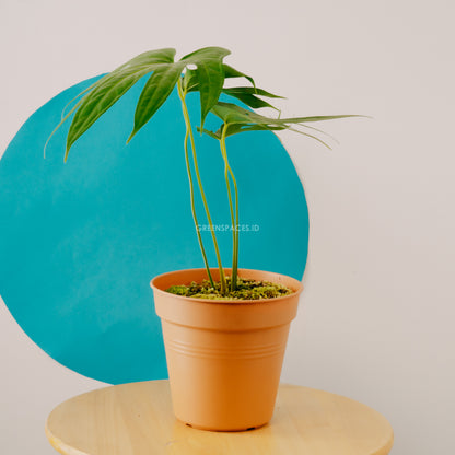 Anthurium Pedatoradiatum - - Greenspaces.id