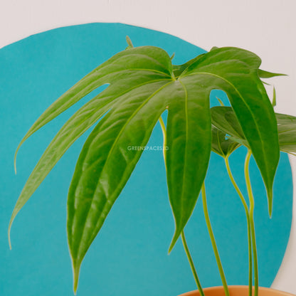 Anthurium Pedatoradiatum - - Greenspaces.id