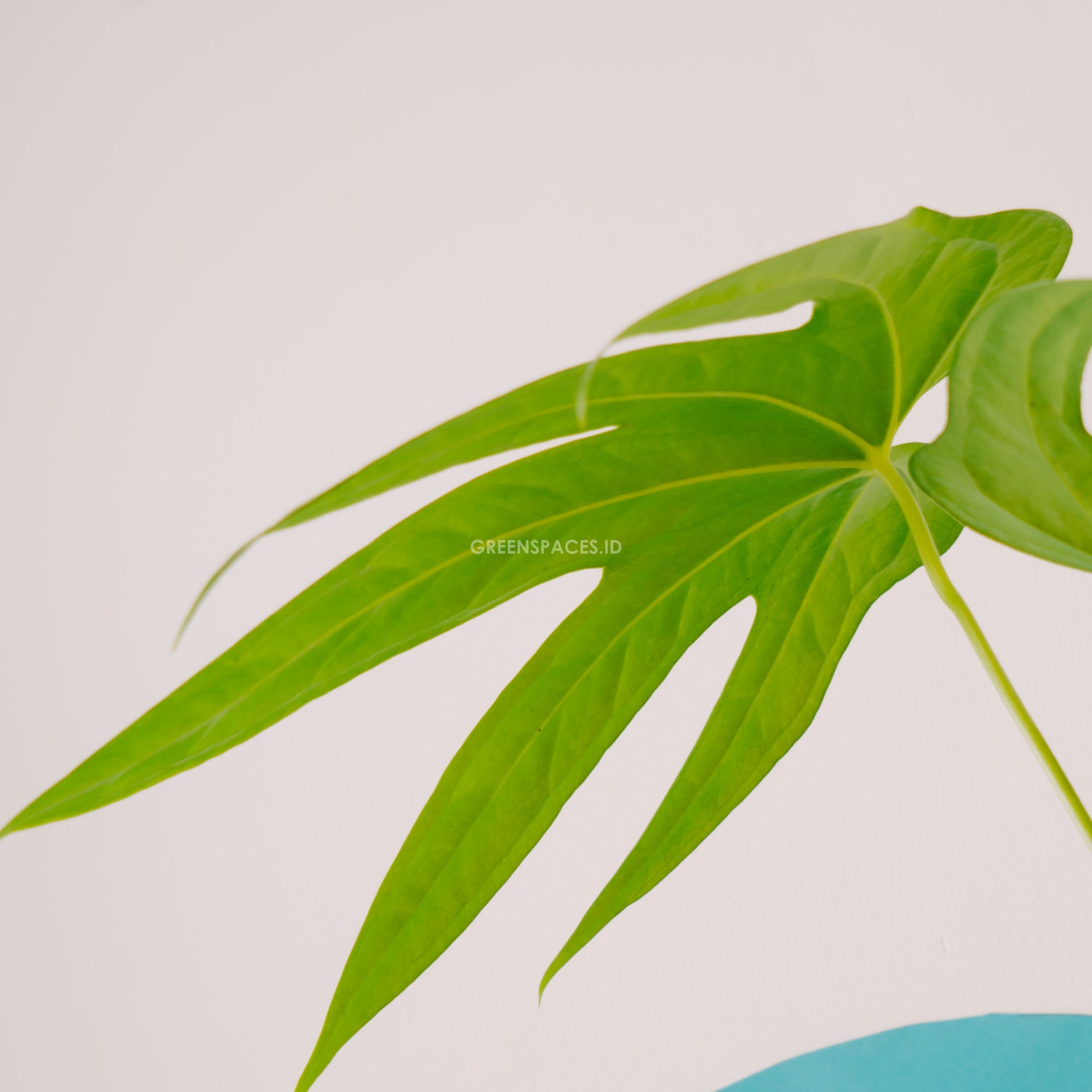 anthurium pedatoradiatum plantlet Anthurium Pedatoradiatum – Greenspaces.id