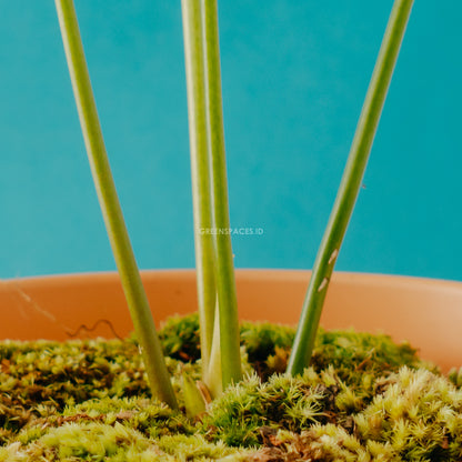 Anthurium Pedatoradiatum