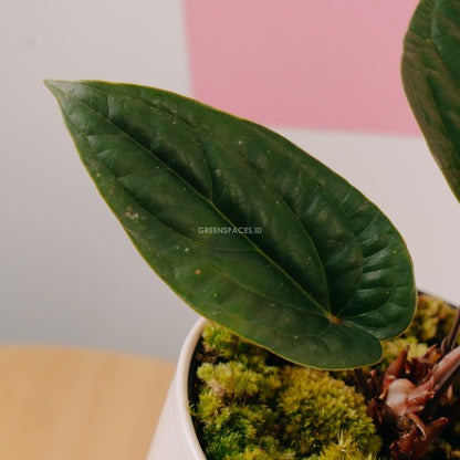 Anthurium Radicans  - Greenspaces.id