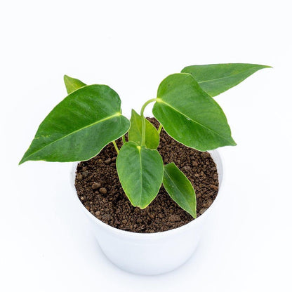 Anthurium Veitchii Seedling - Greenspaces.id