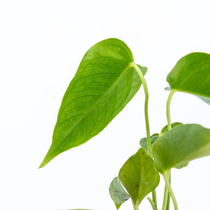 Anthurium Veitchii Seedling - Greenspaces.id