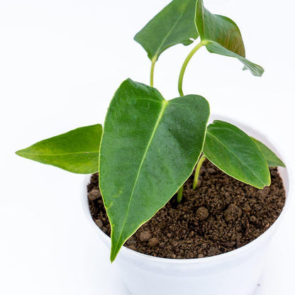 Anthurium Veitchii Seedling - Greenspaces.id