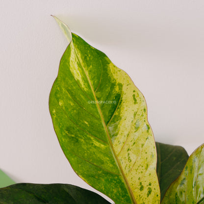 Anthurium hookeri variegated