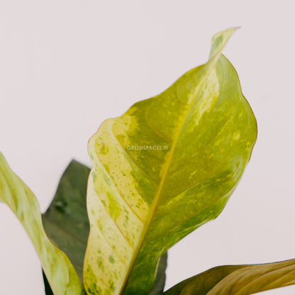 Anthurium hookeri variegated