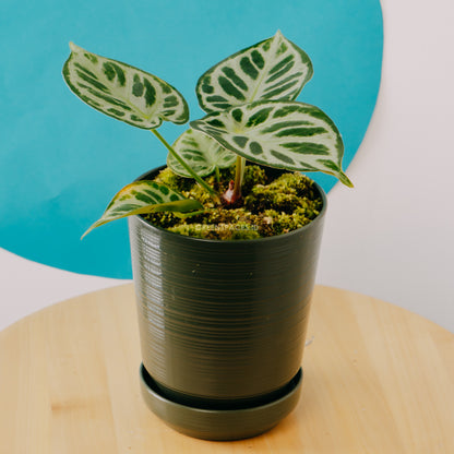 Anthurium silver blush - Greenspaces.id