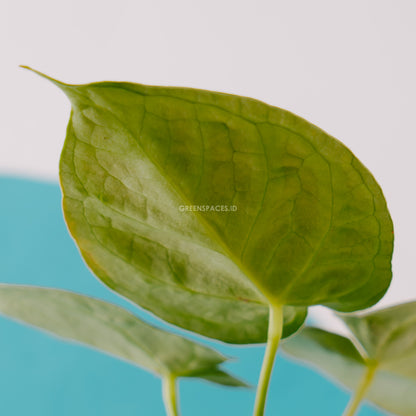 Anthurium silver blush - Greenspaces.id