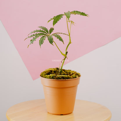 Anthurium tweed - Greenspaces.id