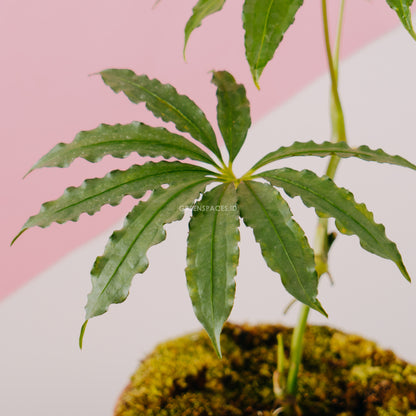 Anthurium tweed - Greenspaces.id