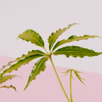 Anthurium tweed - Greenspaces.id