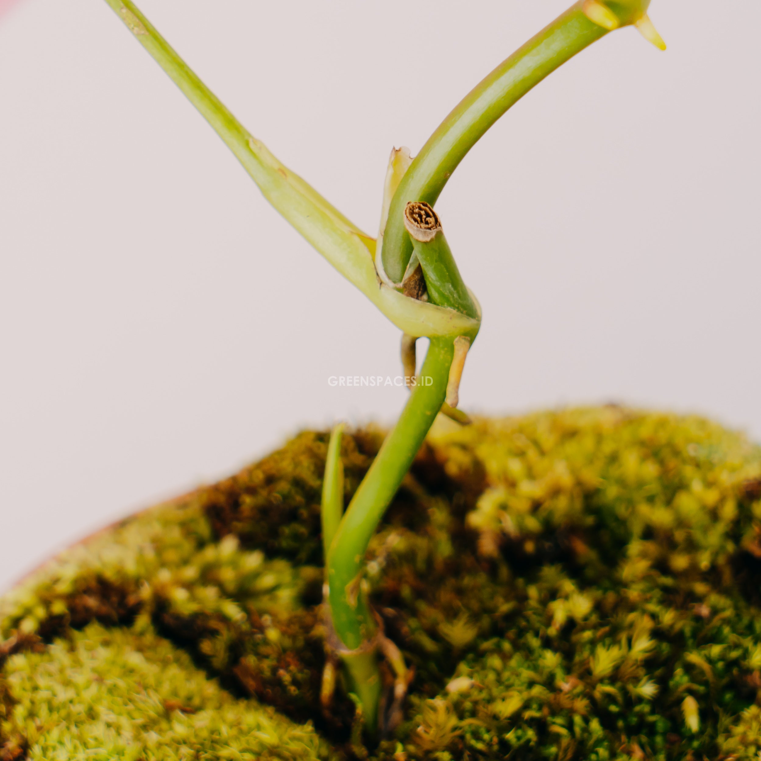 Anthurium tweed - Greenspaces.id