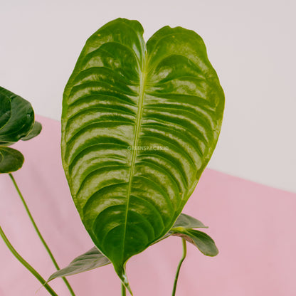 Anthurium Veitchii Medium