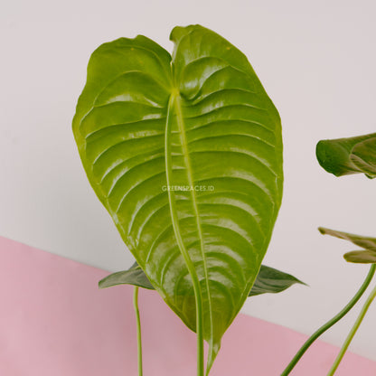 Anthurium Veitchii Medium