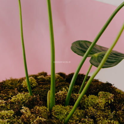 Anthurium Veitchii Medium