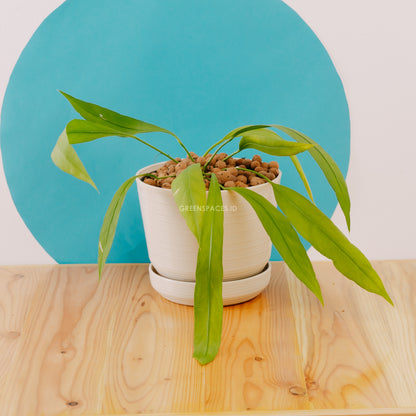 Anthurium vittarifolium - Greenspaces.id