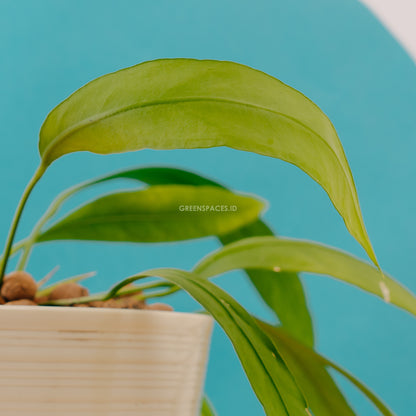 Anthurium vittarifolium - Greenspaces.id