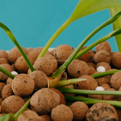 Anthurium vittarifolium - Greenspaces.id