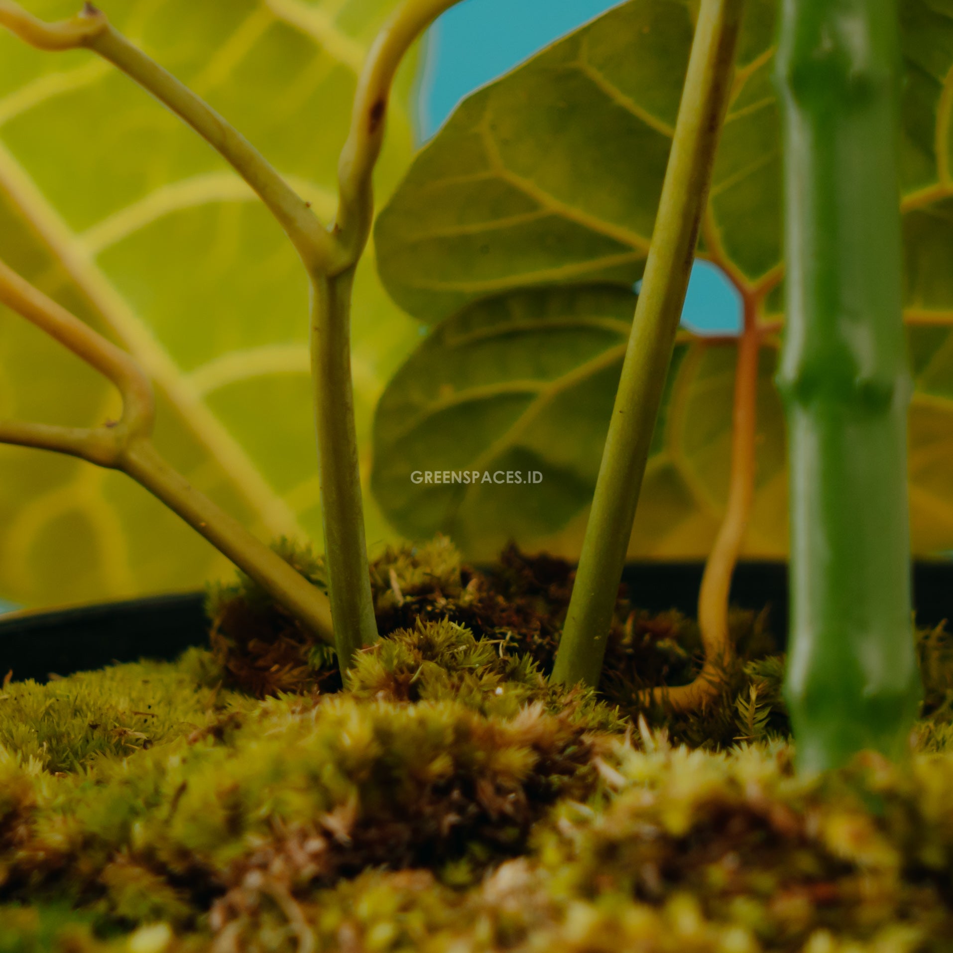 Aristolochia Leuconeura  - Greenspaces.id