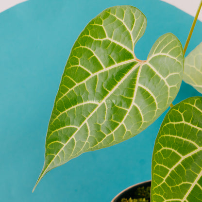 Aristolochia Leuconeura  - Greenspaces.id