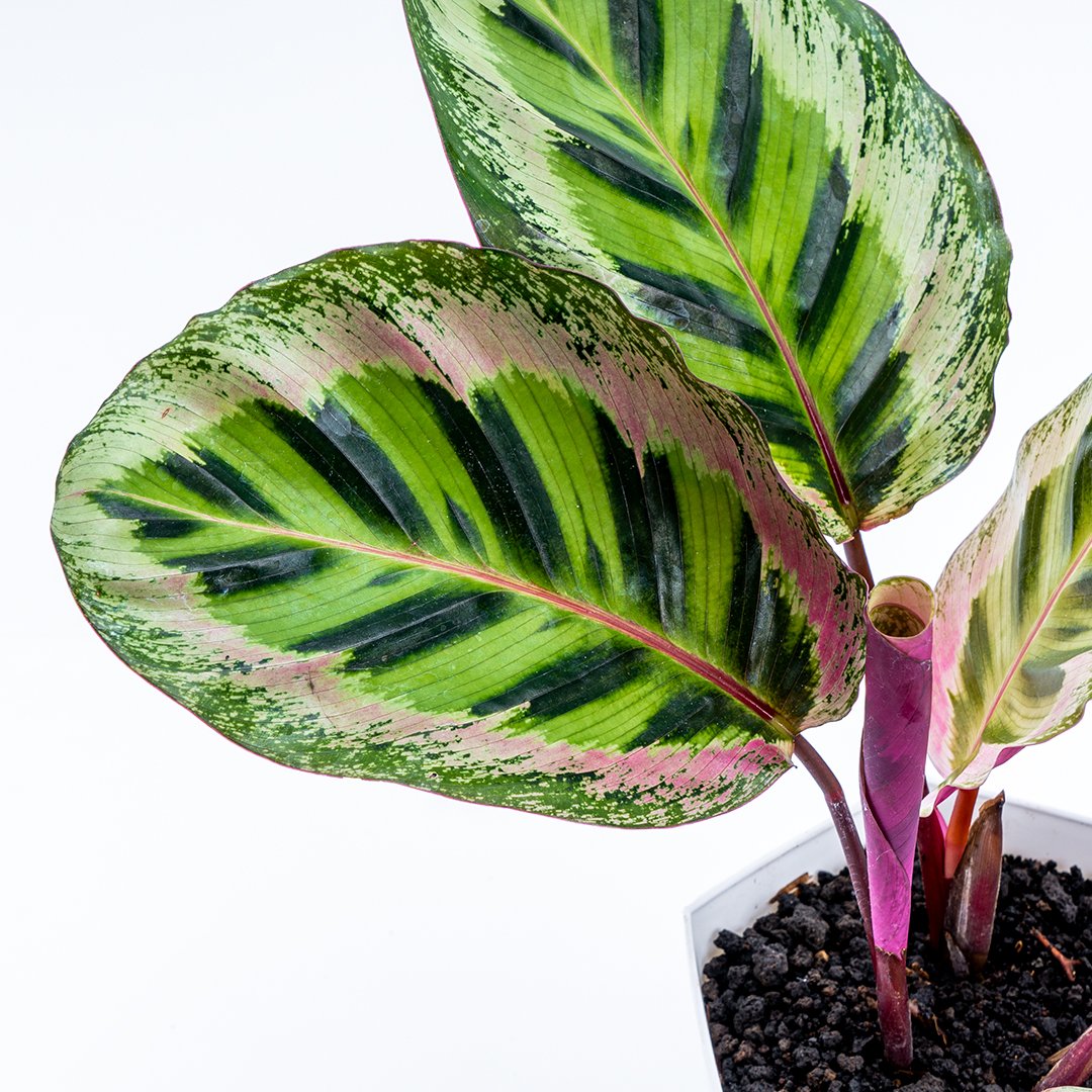 Calathea Angela Medium - Greenspaces.id