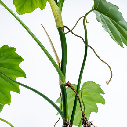 philodendron lacerum plant Philodendron Lacerum Big – Greenspaces.id