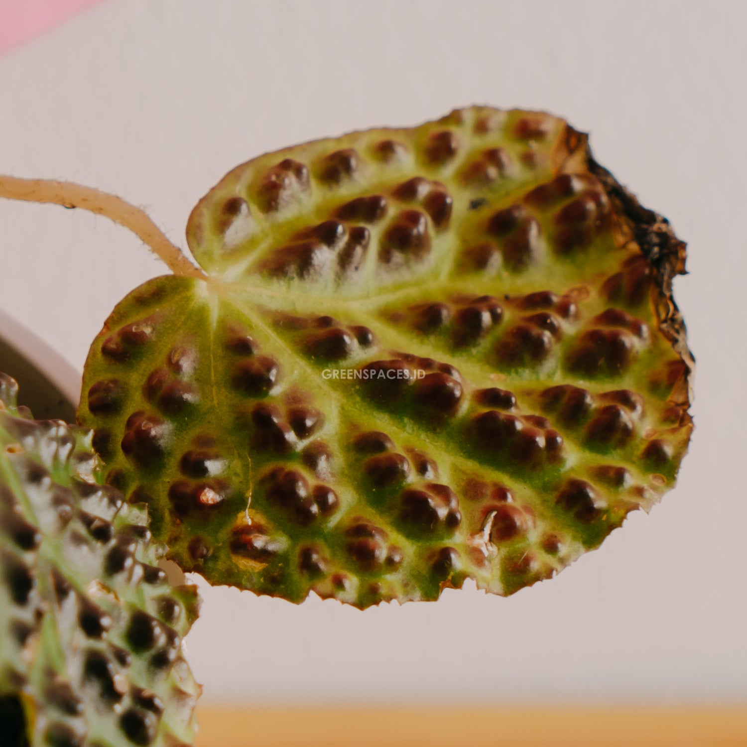 Begonia Sp Borneo