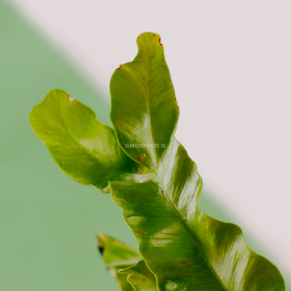 Asplenium nidus &