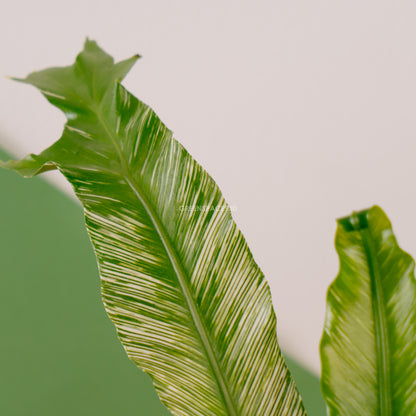 Bird nest fern variegated- Greenspaces.id
