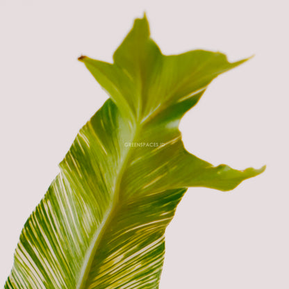 Bird nest fern variegated- Greenspaces.id
