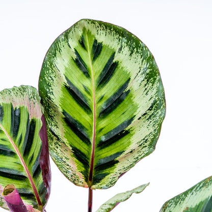 Calathea Angela Medium - Greenspaces.id