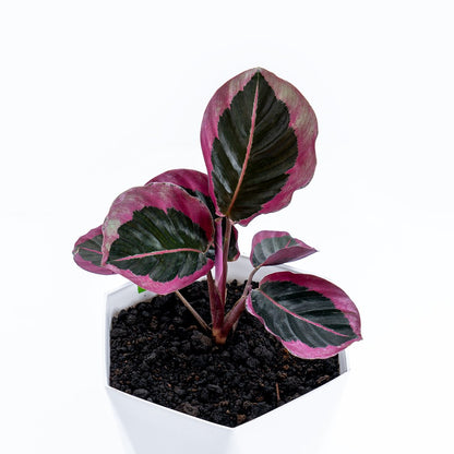Calathea Pink Jessy