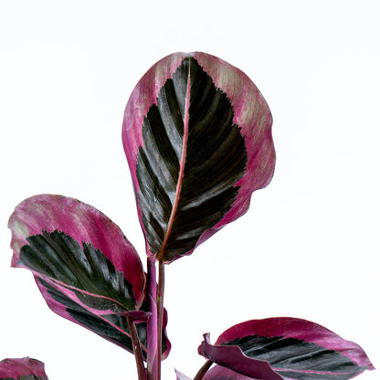 Calathea Pink Jessy