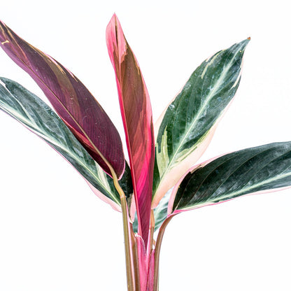 Calathea Trio Star - Greenspaces.id
