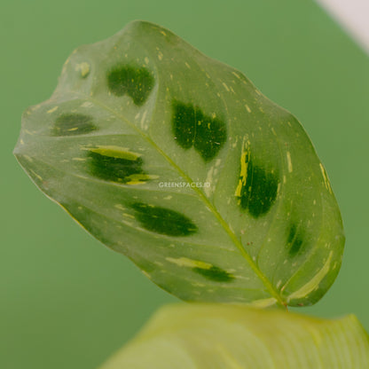 Calathea butterfly - Greenspaces.id