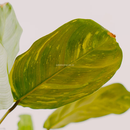 Calathea butterfly - Greenspaces.id