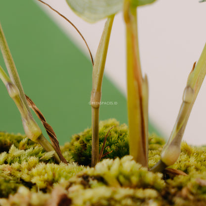 Calathea butterfly - Greenspaces.id