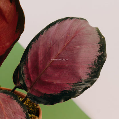 Calathea crimson - Greenspaces.id