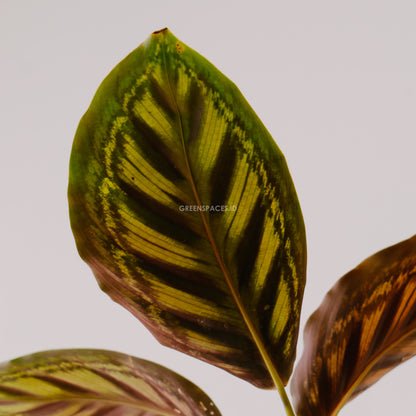 Calathea Flamaster - Greenspaces.id