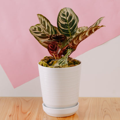 Calathea makoyana - Greenspaces.id