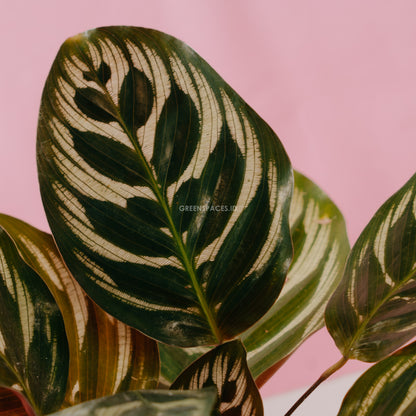 Calathea makoyana - Greenspaces.id
