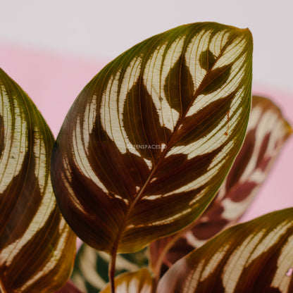 Calathea makoyana - Greenspaces.id