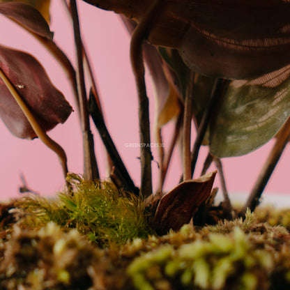 Calathea makoyana - Greenspaces.id