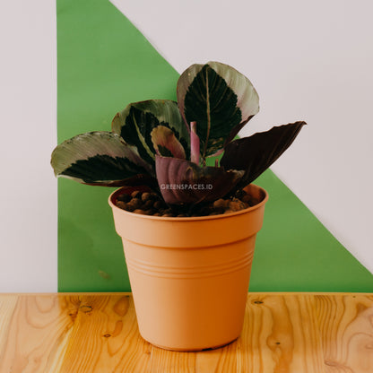 Calathea marion - Greenspaces.id