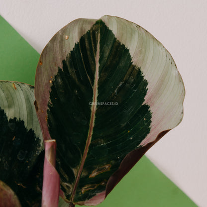 Calathea marion - Greenspaces.id