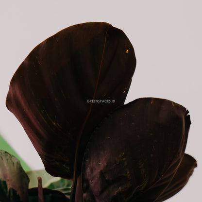 Calathea marion - Greenspaces.id